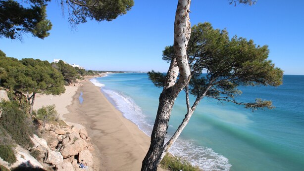 Una playa con agua turquesa cristalina, una orilla de arena y un árbol en primer plano.