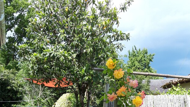 Ein Garten mit Holzzaun, Baum und Tisch mit Stühlen.