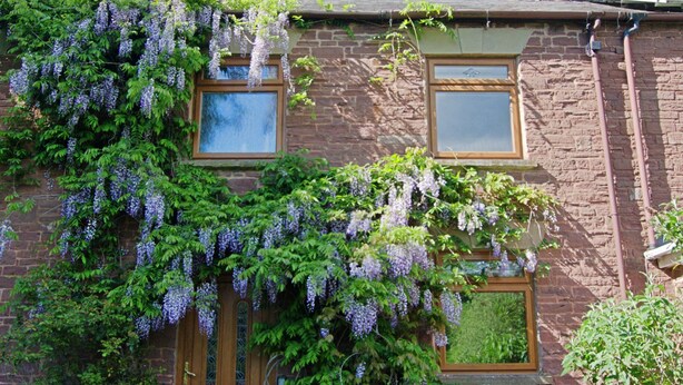 Exterior - Cosy 18th century cottage. Pet friendly. Absolute tranquility! (Mitcheldean)