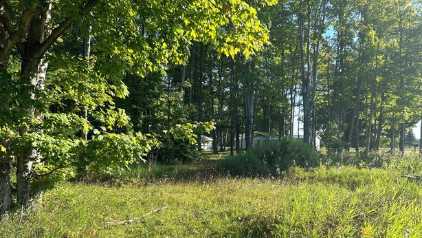 A natural outdoor area with trees and grass.