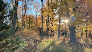 A forest scene with trees and sunlight filtering through.