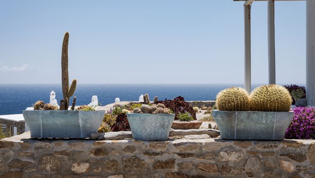 Een stenen muur met potten als decoratie, waarin cactussen en vetplanten staan, met uitzicht op de kust.