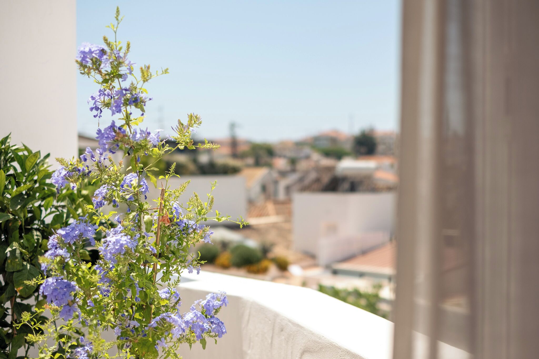 Un balcón con vistas a un paisaje urbano, con una planta floreciente.