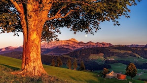 Ein großer Baum in einem grasbewachsen Feld mit einer Scheune und Bergen im Hintergrund.