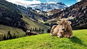 Eine Berglandschaft mit einer Kuh, die auf dem Gras liegt.