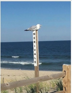 Um sinal de madeira com a palavra MERIVALE, um gaivoto pousado no topo e uma praia com ondas ao fundo.