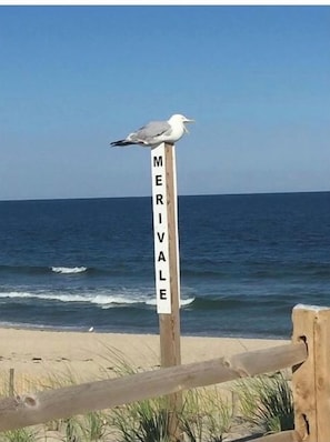 Um sinal de madeira com a palavra MERIVALE, um gaivoto pousado no topo e uma praia com ondas ao fundo.