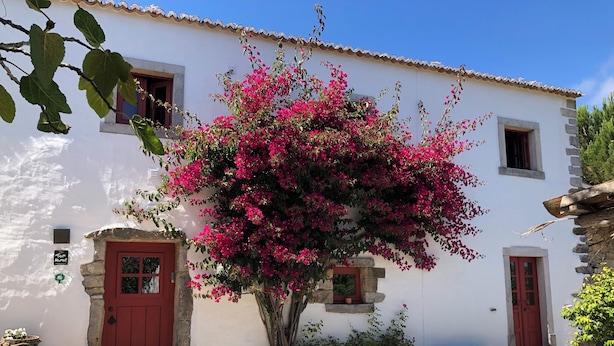 Un bâtiment blanc avec une porte rouge, une cour en pierre et un grand arbre en fleurs.