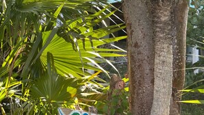 A wooden sign with the text "OSEAORCHID" painted on it, attached to a tree trunk.
