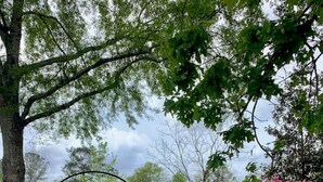 A house with a front porch, surrounded by trees and a well-maintained lawn. - Spacious 1-bedroom guesthouse in lovely Wiggins with WiFi, AC (Wiggins)