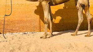 Ein Kamel mit Sattel, auf dem eine Person reitet, Pyramiden im Hintergrund.