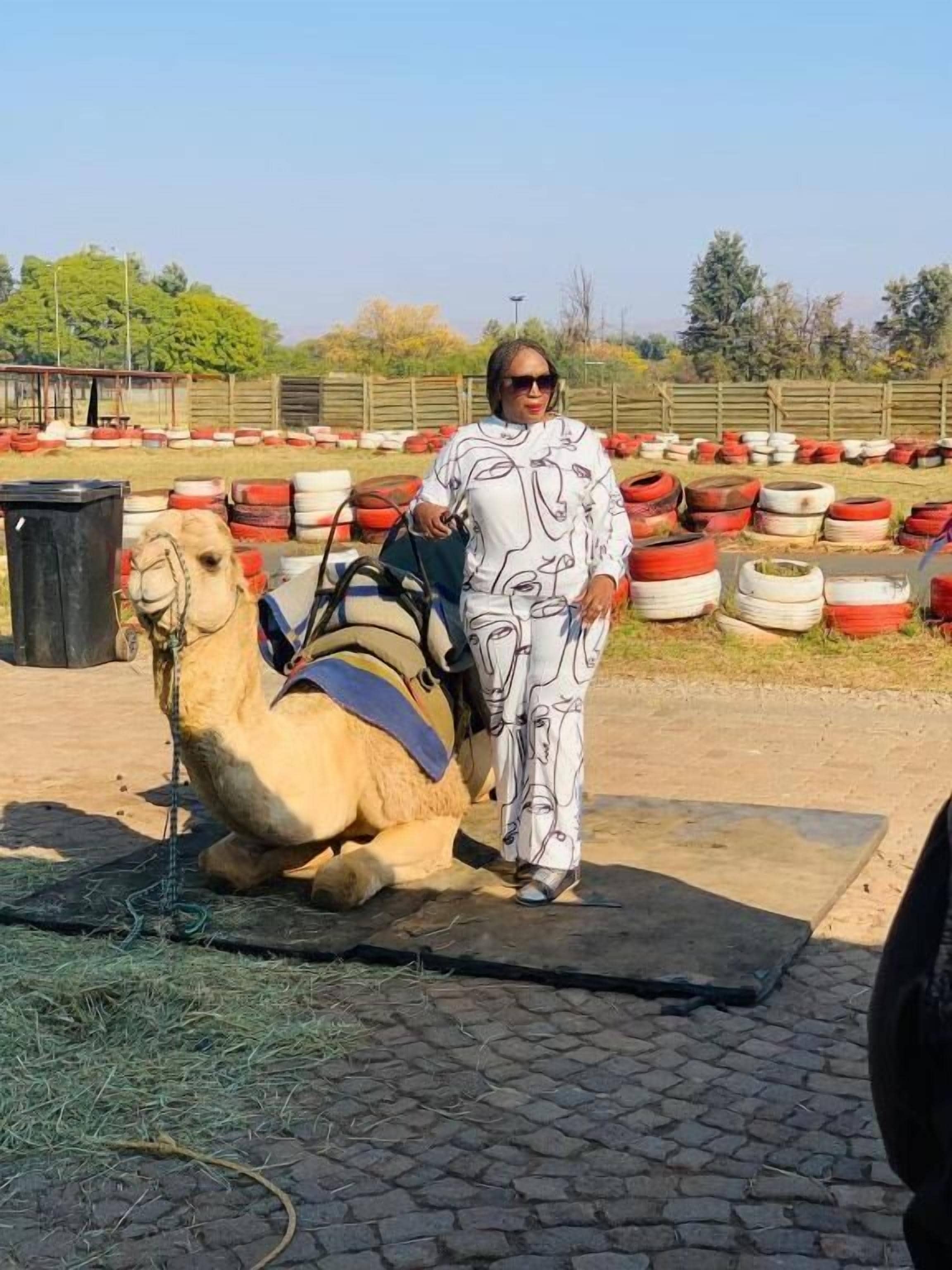 A camel with a saddle lying on a paved surface, surrounded by tires and a person standing nearby.