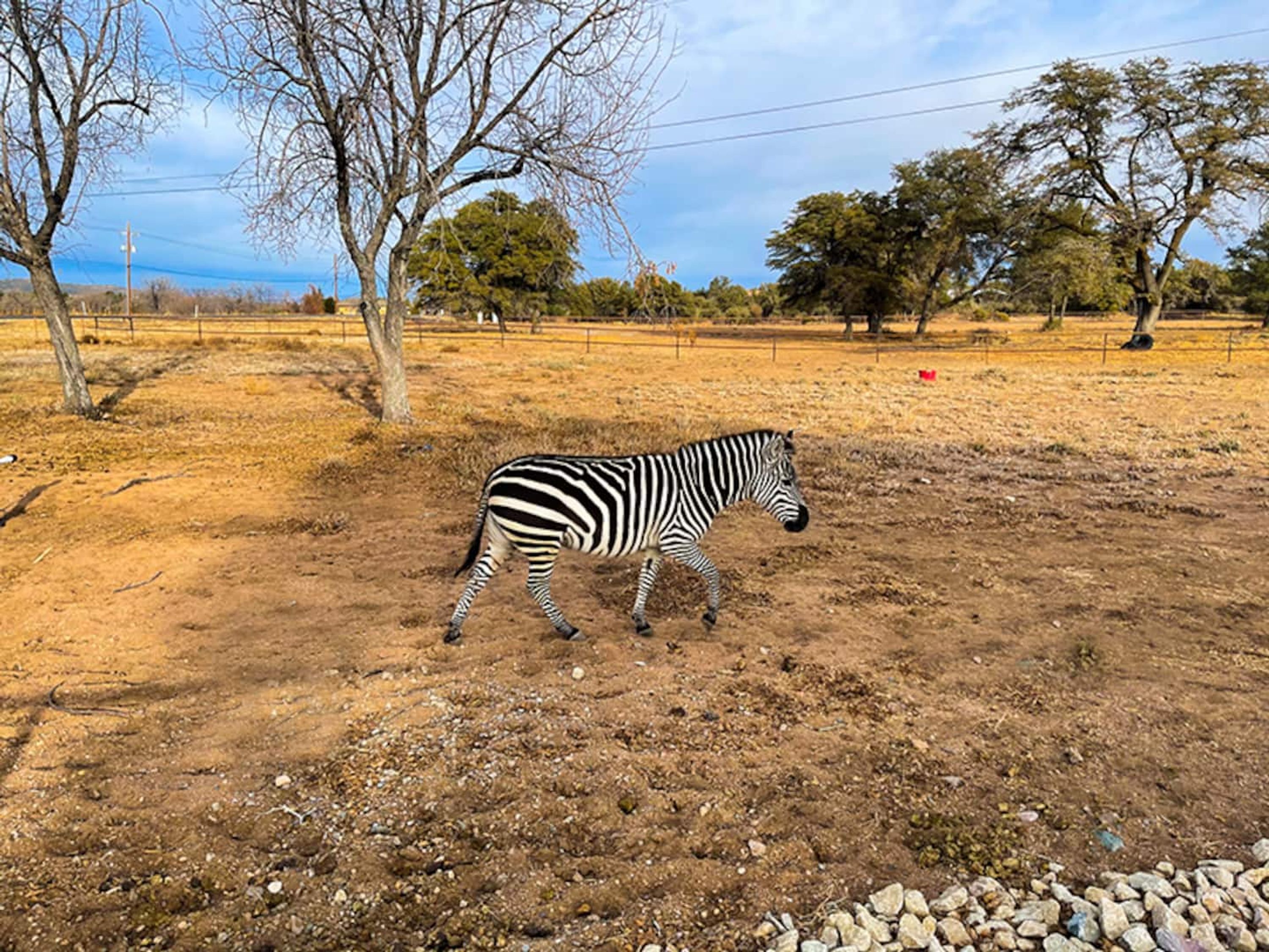A zebra walking in a dry, open field with sparse trees and a clear sky.