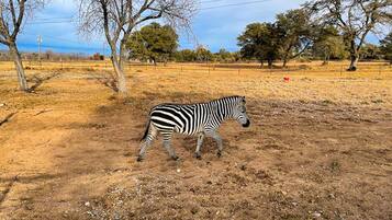 A zebra walking in a dry, open field with sparse trees and a clear sky.