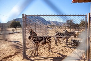 Un enclos clôturé où se trouvent des zèbres, une montagne en arrière-plan et un ciel dégagé.