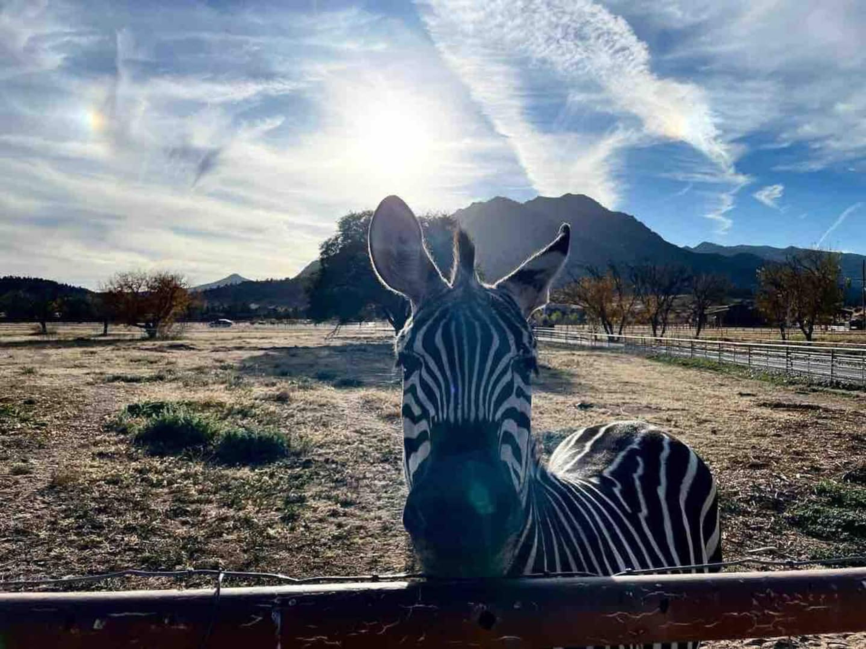 A zebra in a fenced enclosure with a mountainous backdrop.