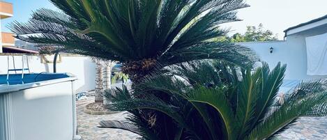 Un patio con dos grandes plantas de palma en macetas circulares, una piscina y un suelo de baldosas de piedra.