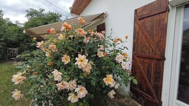 Un jardín con rosales en flor frente a un edificio blanco con puerta de madera.