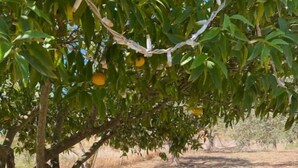 Una zona de estar con dos bancos y una mesa bajo un árbol, rodeada de rocas y hierba seca.