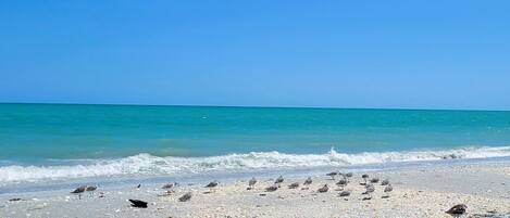 Sun-loungers, beach towels