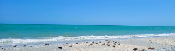 Chaises longues, serviettes de plage