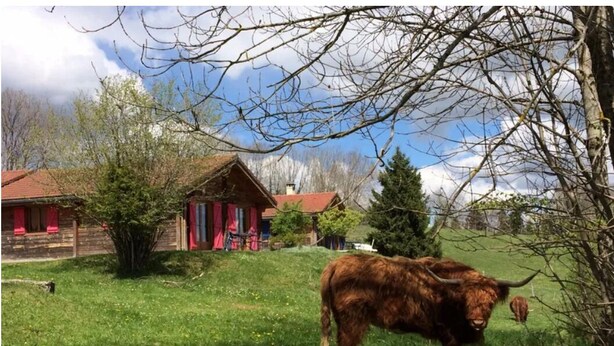 A rural setting with a cow in a grassy field, a wooden cabin with red accents, and leafless trees. - Chalet in the heart of nature near a farm with animals (Lent)