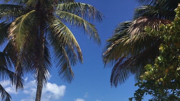 A sandy beach with palm trees and a clear view of the ocean. - Red Door Inn (San Juan)