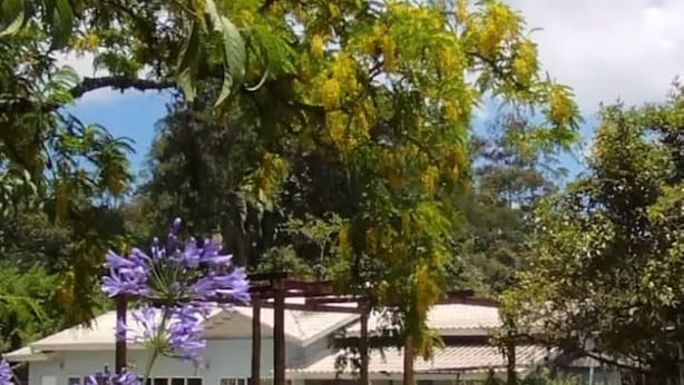 Un jardín exuberante con un edificio blanco, rodeado de césped verde y árboles con flores amarillas.