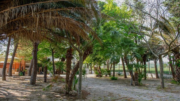 A courtyard with stone paving, palm trees, and a fence. - Villa Lucia - Apulia (Lucera)