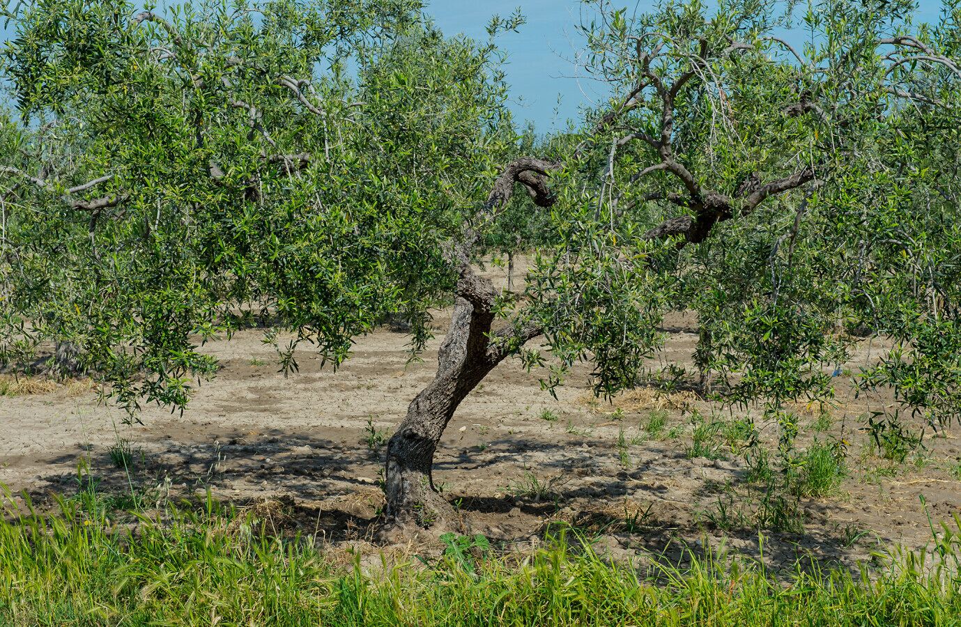 Un árbol de tronco retorcido en un campo seco y cubierto de hierba.