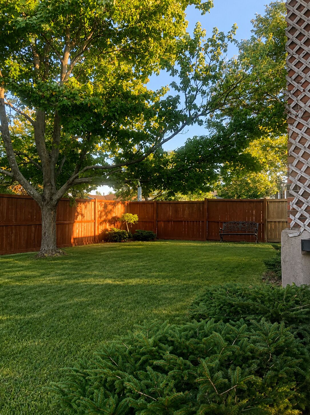 A backyard with a wooden fence, a tree, and a grassy lawn.