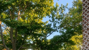 Um quintal com cerca de madeira, uma árvore e gramado.