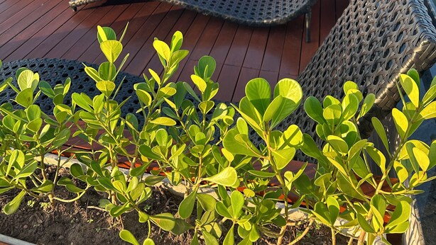 A rooftop deck with a hot tub, wooden flooring, and potted plants. - Melhores Flats - Seu refúgio (João Pessoa)