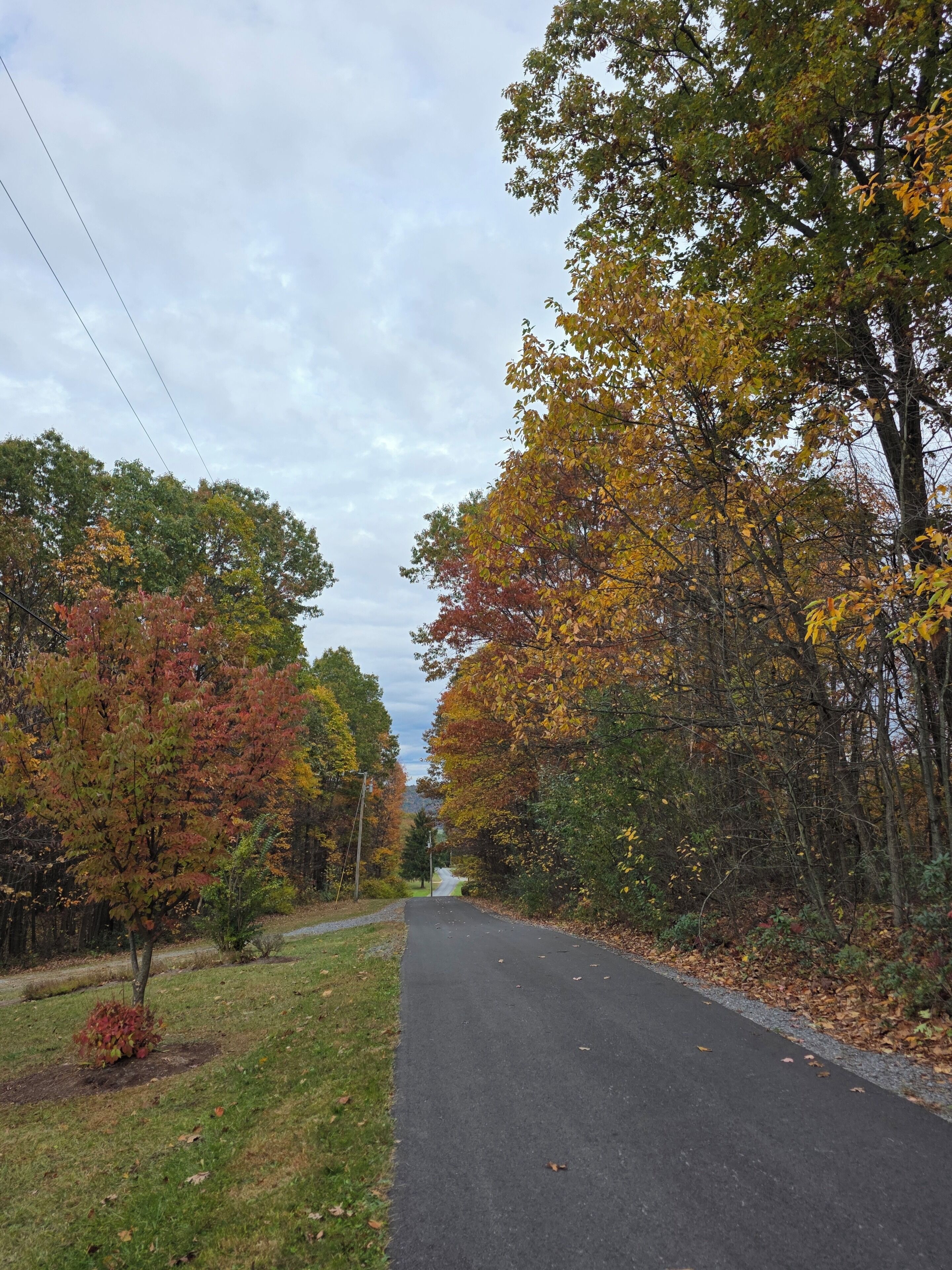 A paved road flanked by trees with autumn foliage, leading to a distant view.