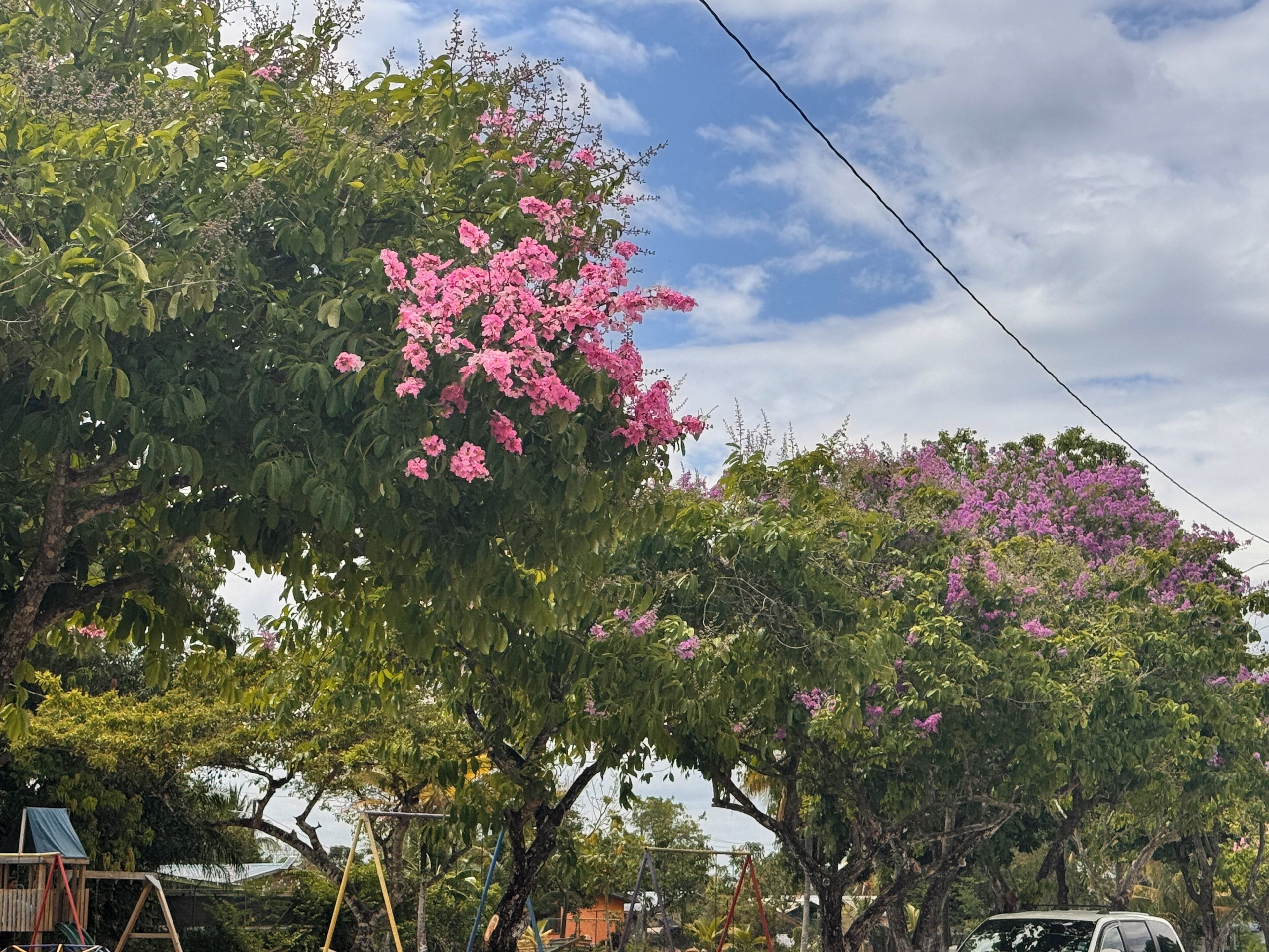 Un árbol con flores rosadas, un conjunto de columpios y un coche estacionado cerca.