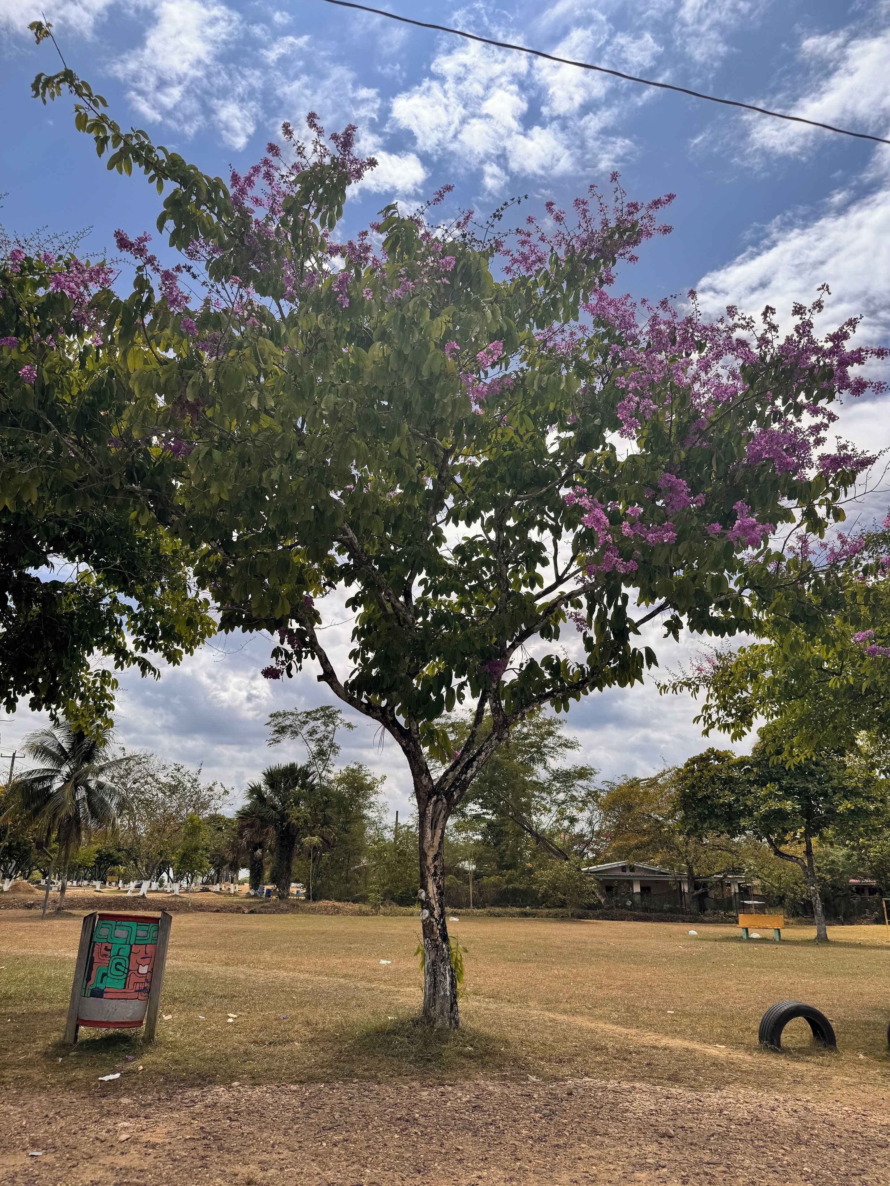 A tree with purple flowers in a grassy area with a signboard and a bench.