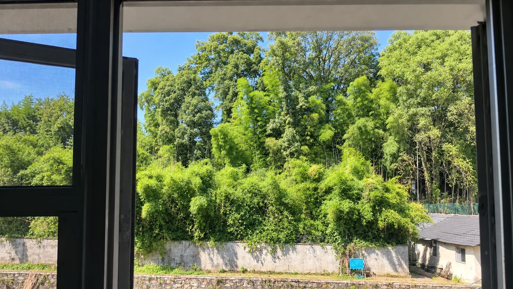 Vista a través de una ventana que muestra un muro de concreto y una zona verde densa.