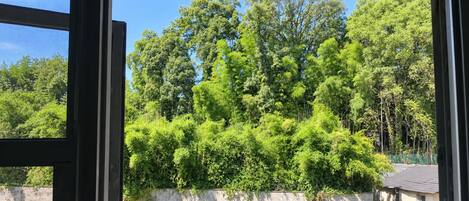 Vista a través de una ventana que muestra un muro de concreto y una zona verde densa.
