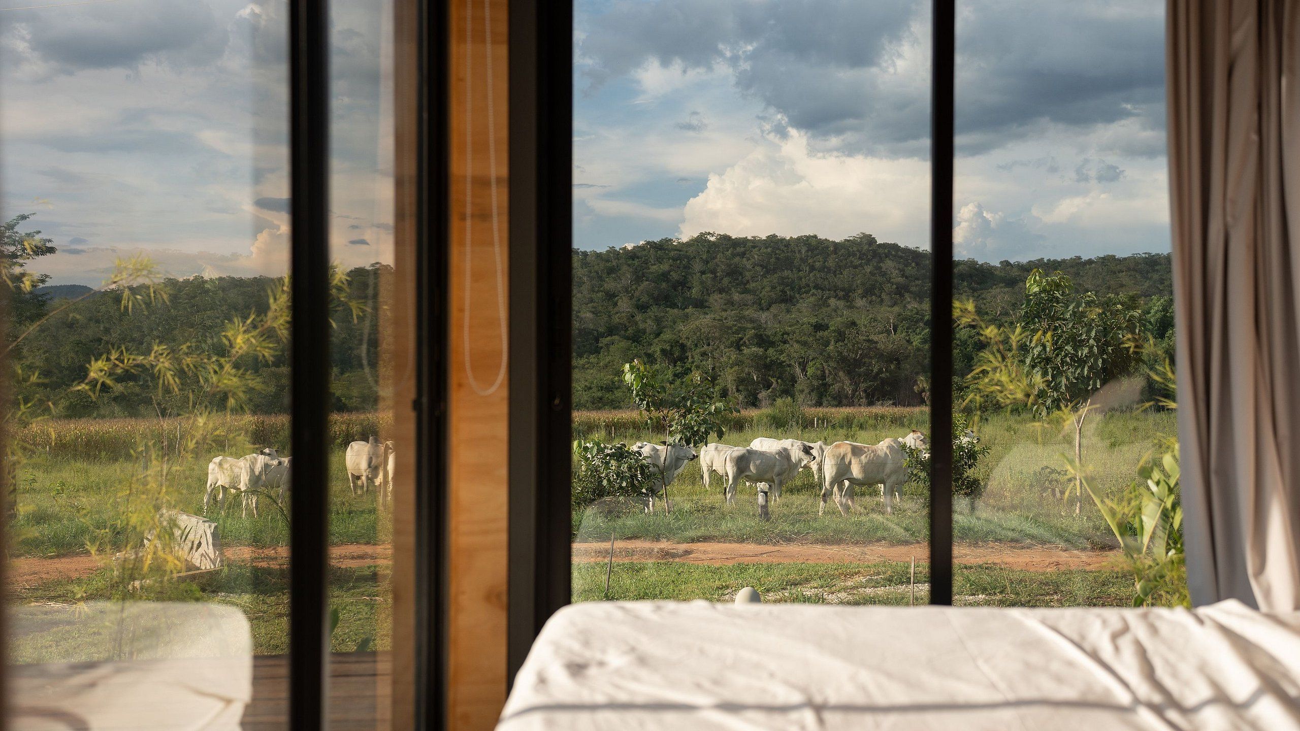Una habitación con un ventanal que da a un campo con ganado vacuno.