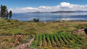 Viñedo con hileras de vides y vista al mar y montañas al fondo.