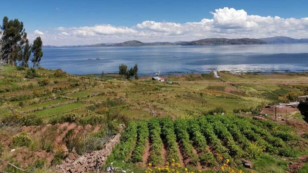 A vineyard with rows of grapevines and a view of the sea and mountains in the background. - Casa de Primo (Capachica)
