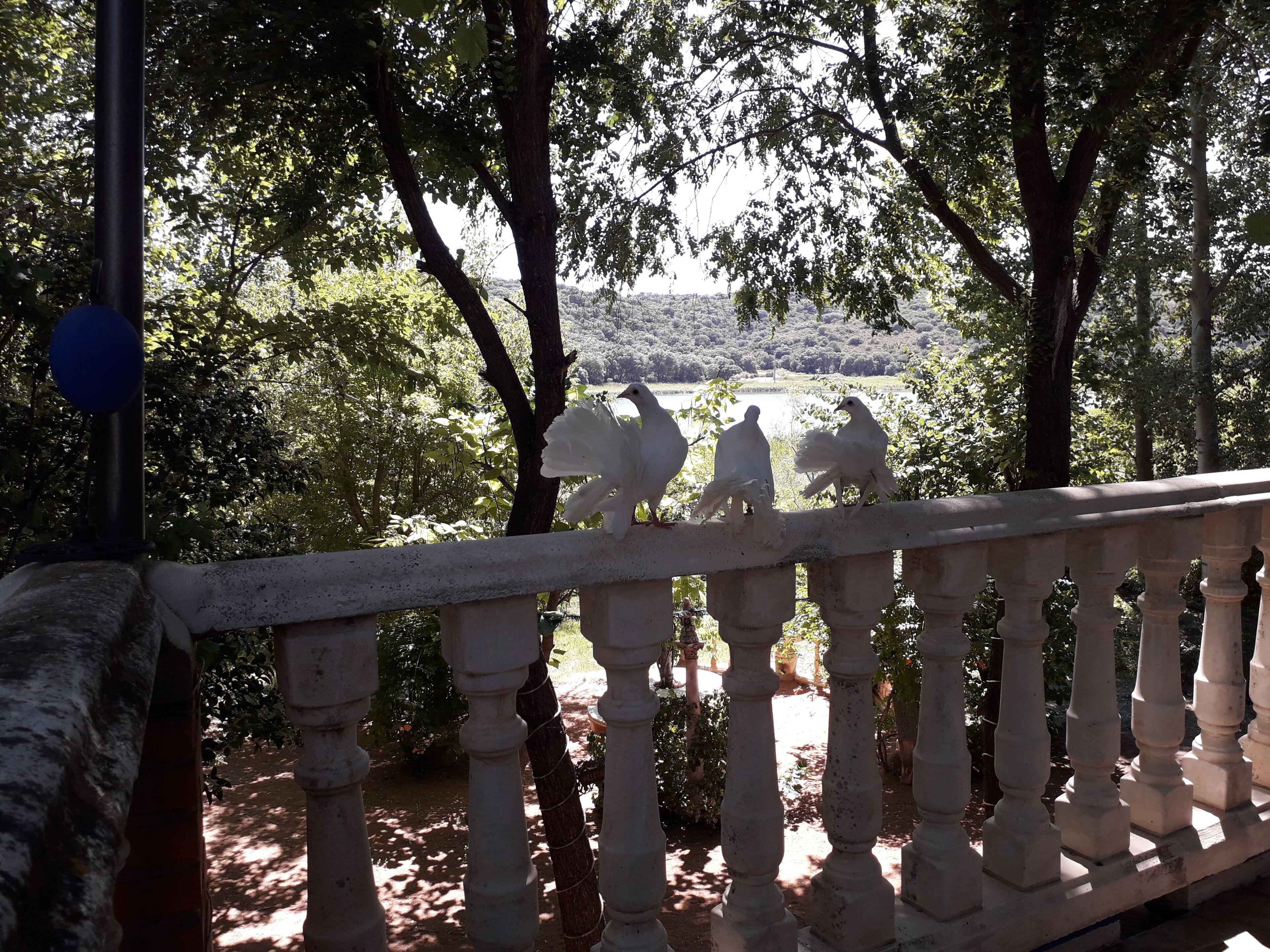 Un balcón con barandilla que da a un jardín con árboles y vistas al campo.