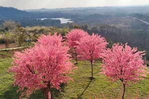 Cherry blossom trees in a field with a distant lake and hills. - Sirine Onsen (Khao Kho)