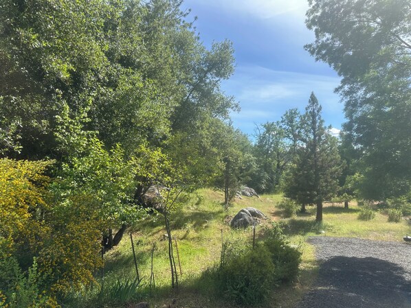 Un paisaje natural con árboles, césped y un camino de grava.