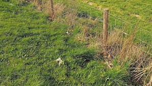 A grassy field with a gravel path and a wooden fence. - Green Dragon        Pod - Sleeps 2 & Parking (Welshpool)