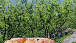 A meal tray with flatbreads and a baked item, set against a backdrop of lush green trees and distant mountains.