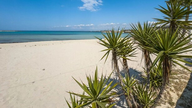 Una playa con arena blanca y agua azul cristalina. Hay plantas verdes en primer plano.