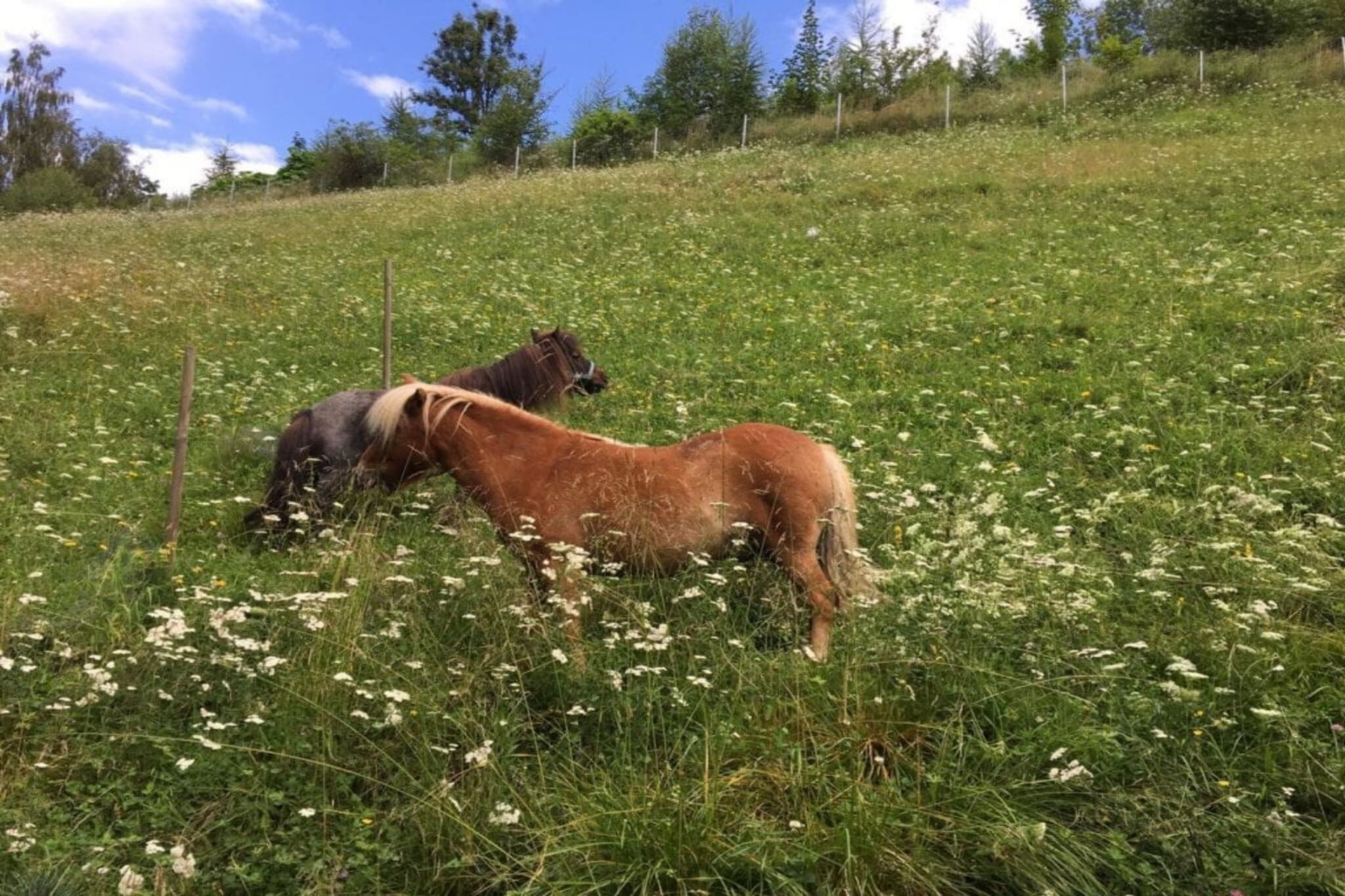 Un campo cubierto de pasto con dos caballos pastando.