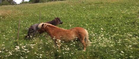 Un campo cubierto de pasto con dos caballos pastando.