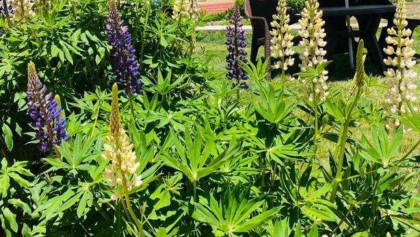 Hotel 'LONCHAY VILLA' con un cartel, rodeado de exuberante vegetación y plantas en flor.